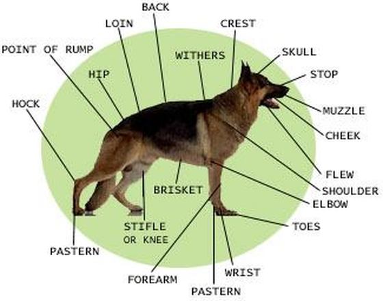 german shepherd size and weight